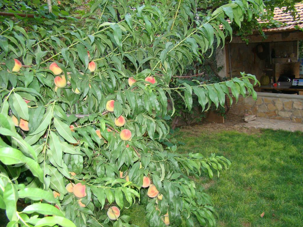 Guest House Ucha Mtsʼkhetʼa Zewnętrze zdjęcie