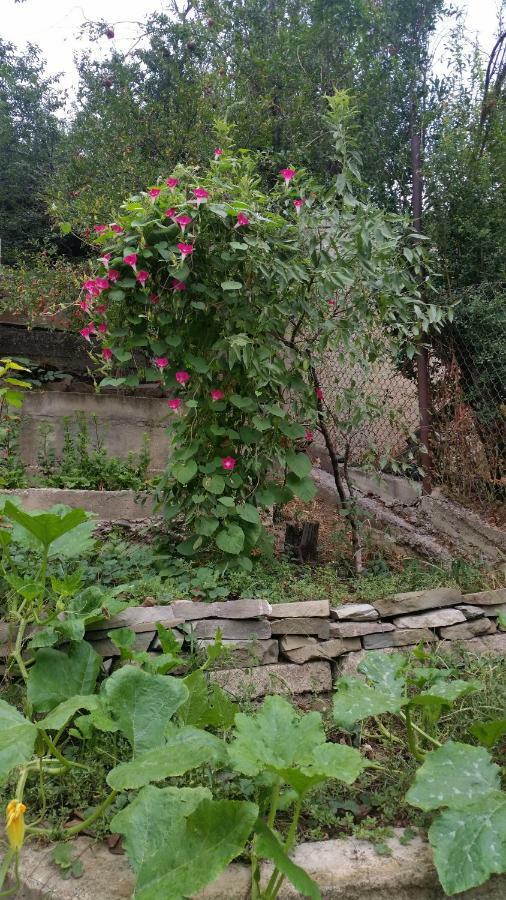 Guest House Ucha Mtsʼkhetʼa Zewnętrze zdjęcie